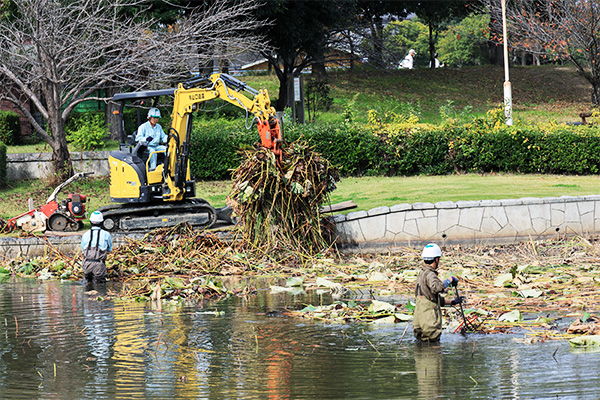 川島町 平成の森公園 蓮池メンテナンス