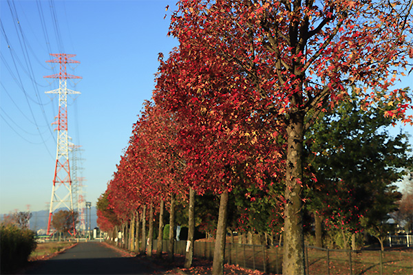 川島町 平成の森公園 紅葉