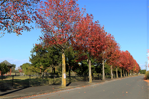 川島町 平成の森公園 紅葉